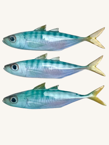 Håndlavet Hestemakrel 〰️ Vægophæng