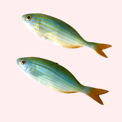 Stribet Salpa 〰️ Vægophæng