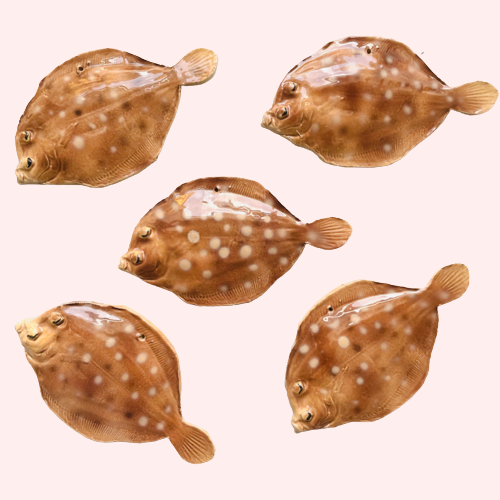 Lille håndlavet fladfisk 〰️ Vægophæng