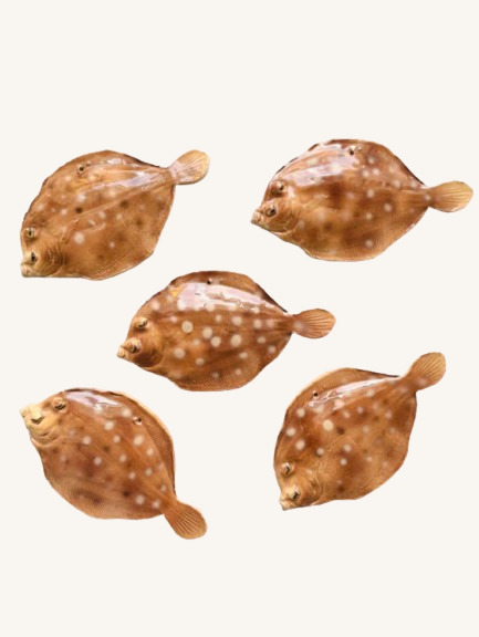 Lille håndlavet fladfisk 〰️ Vægophæng