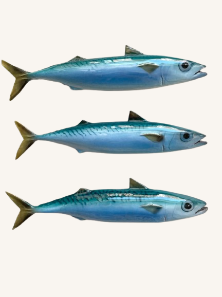 Håndlavet makrel åben mund no. 1 ~ Vægophæng